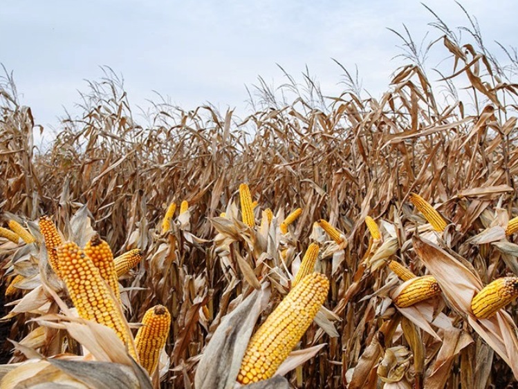 Podsumowanie sezonu uprawy kukurydzy na ziarno w roku 2020